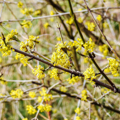Closeup of European cornel (Cornus mas) flowers in spring