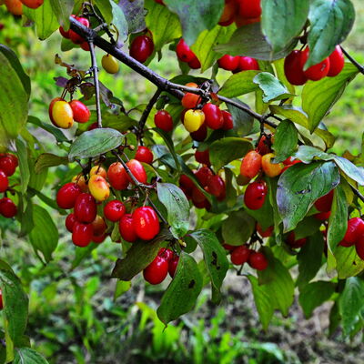 Red cornel berries hang on a branch.
