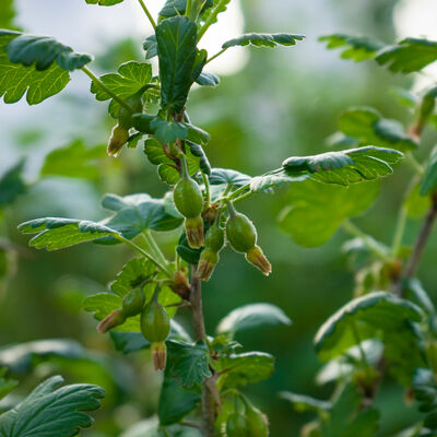Branch of jostaberry with green berries in spring on blurred background.