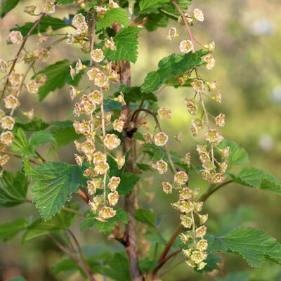 Flowers of red currant